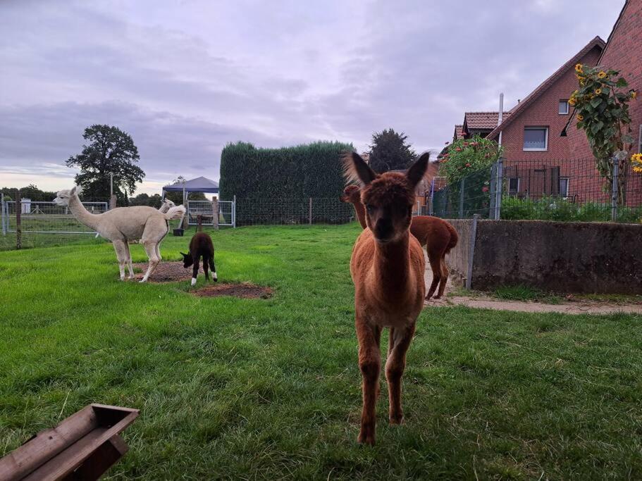 Das Bergherz Ruhe + Natur Pur Reken Dış mekan fotoğraf